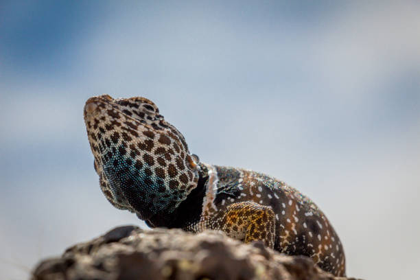 istock Close Up of Common Collared Lizard Standing on a Rock 1255962562
