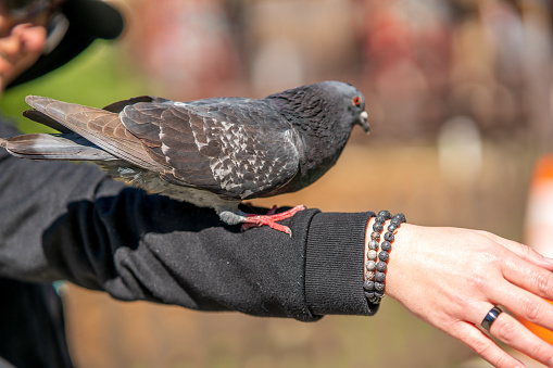 Pigeon perched on woman's arm