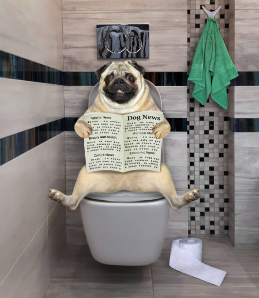 istock Pug reads newspaper on toilet bowl 3 1255964413
