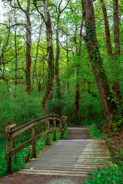 istock Wooden runway in a rainforest 1255964994