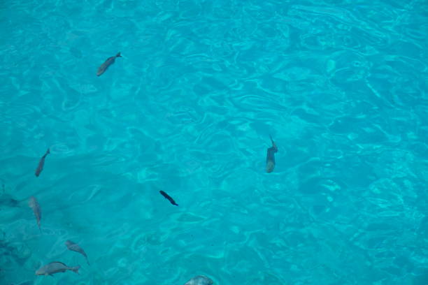 istock Grey fish swimming in a crystal clear turquoise sea 1255965666