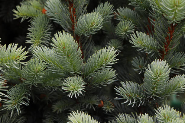 istock branches of a green spruce background 1255966677