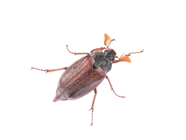 istock chafer beetle with water droplets on a white 1255966965