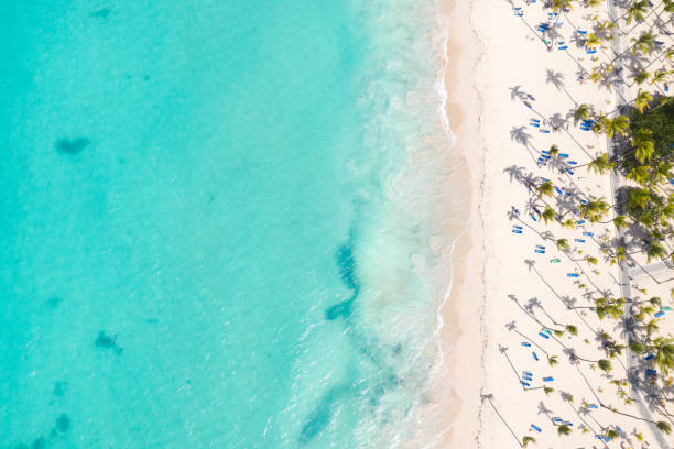 Aerial view from drone on caribbean seashore with coconut palm trees and sunbeds Aerial view from drone on caribbean seashore with coconut palm trees and sunbeds. Summer holidays. Travel destination helicopter seat stock pictures, royalty-free photos & images
