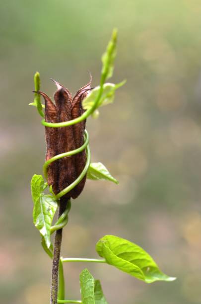 istock a green creeper wrapped around a dry plant 1255967048