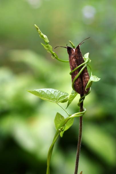 istock a green creeper wrapped around a dry plant 1255967077