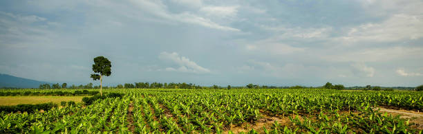 campo de plátano - banana plantation green tree fotografías e imágenes de stock