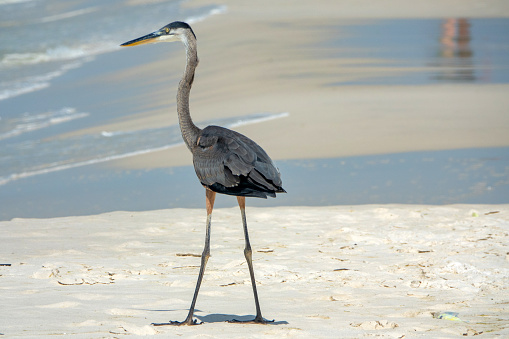 Widespread and familiar, the largest heron in North America. Often seen standing silently along inland rivers or lakeshores.