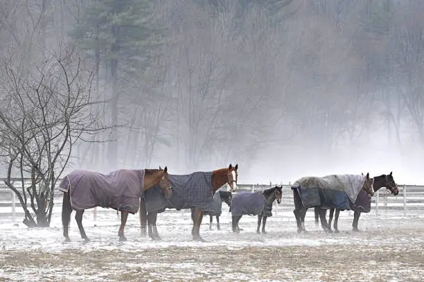 Photo of Horses Enveloped in Fog