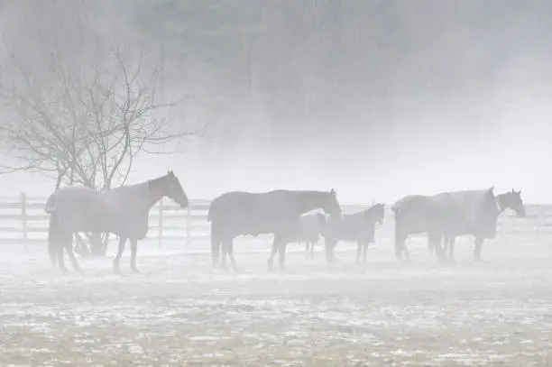 Photo of Horses Enveloped in Thick Fog