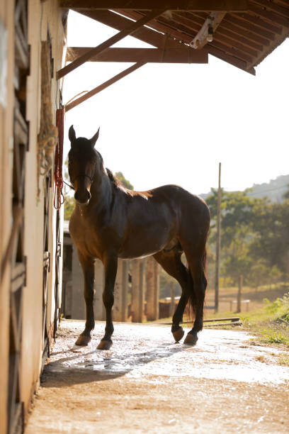 istock a beautiful horse on his bathing day 1255968571