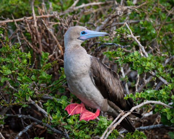 tremante di booby dai piedi rossi, isole galapagos - galapagos islands bird booby ecuador foto e immagini stock