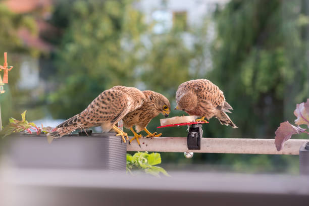 Falcon tinnunculus young in the city. Feeding._. Falcon tinnunculus young in the city. Feeding._. falco tinnunculus stock pictures, royalty-free photos & images