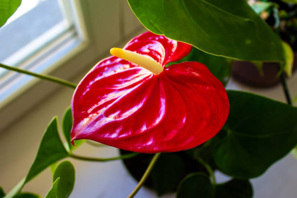 istock Beautiful red anthurium flower on a white background. Peaceful nature. 1255969516