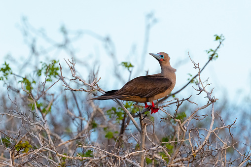 Red-footed booby, Sula sula, in its natural habitat