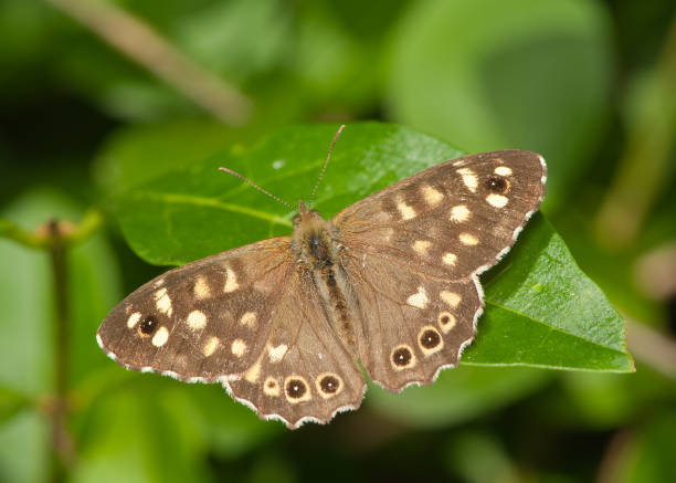 istock speckled wood butterfly open wings on privit 1255969869
