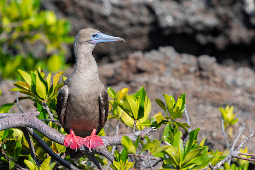 A blue footed booby set against gray rocks of the coastline
