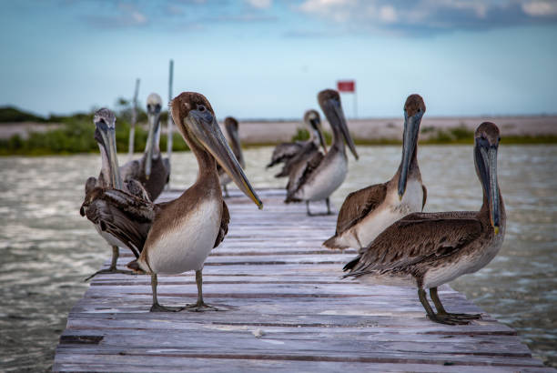 Wild life, Mexico, Yucatan, Rio Lagartos. Beautiful birds posing. Brown pelican ( Pelecanus Occidentallis ). Landscape. Wild life. brown pelican stock pictures, royalty-free photos & images