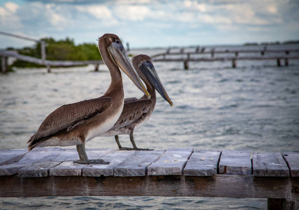 istock Wild life, Mexico, Yucatan, Rio Lagartos. 1255970204