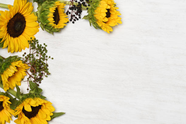 istock Frame of sunflowers 1255970913
