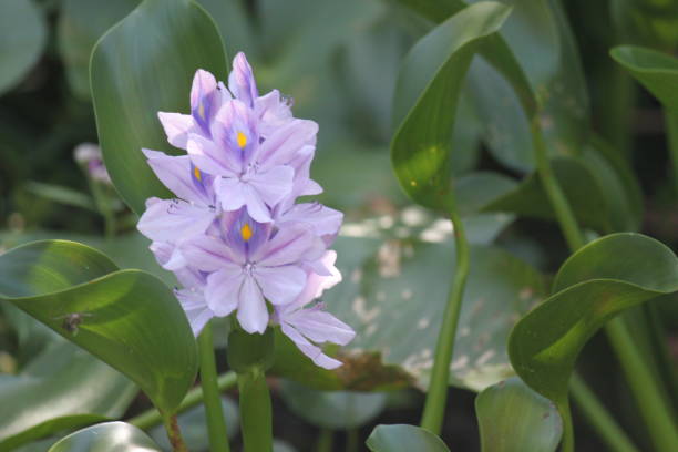 istock Water Hyacinth Flower 1255970925