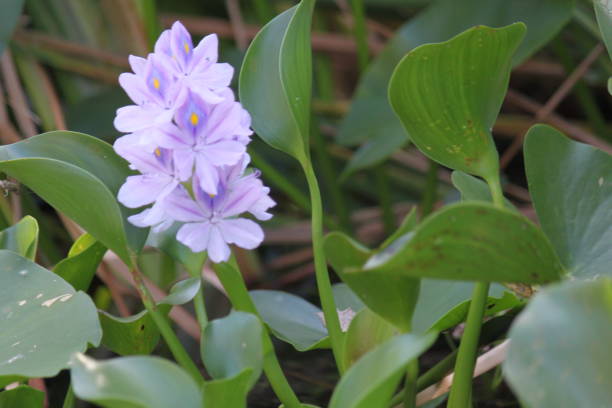 istock Water Hyacinth Flower 1255970976