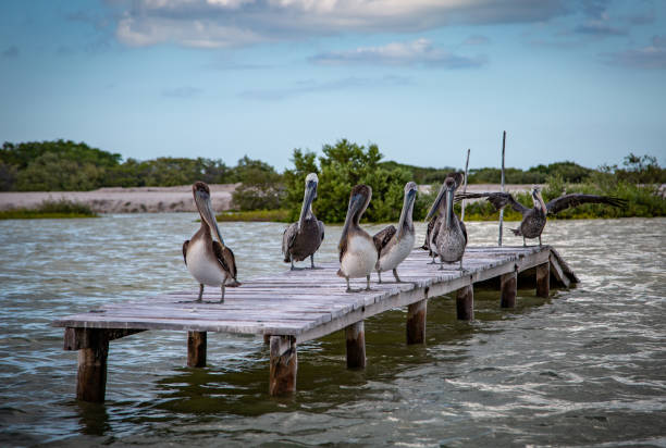 istock Wild life, Mexico, Yucatan, Rio Lagartos. 1255971178