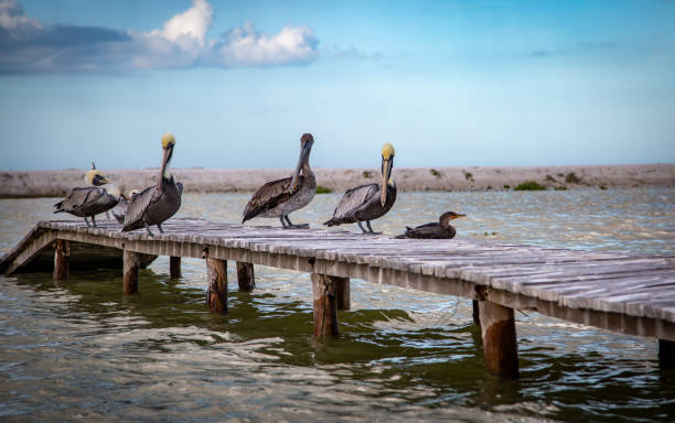 istock Wild life, Mexico, Yucatan, Rio Lagartos. 1255971182