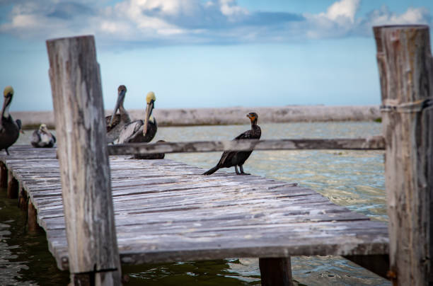istock Wild life, Mexico, Yucatan, Rio Lagartos. 1255971352