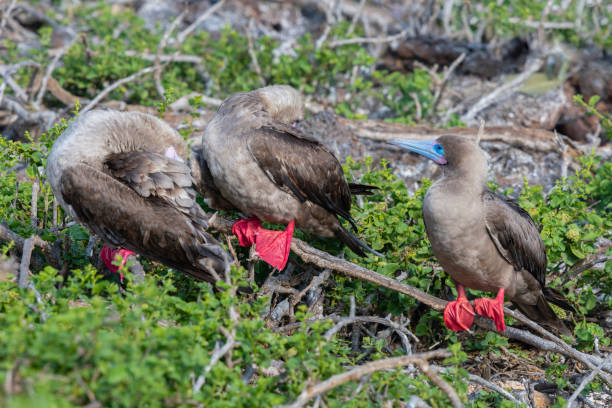 istock Red-footed booby, Galapagos islands, three birds perching 1255971388