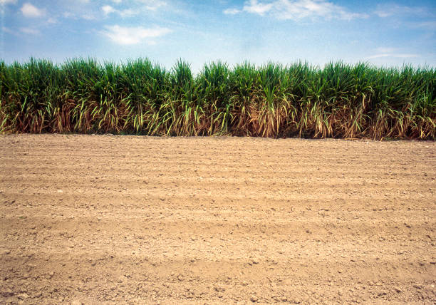 Sugar cane fields in Maui, Hawaii.  Cloudy skies and mountains in the background.