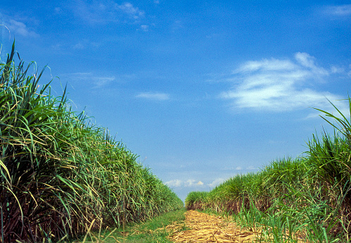 Sugar cane plantation, Lara state, Venezuela.