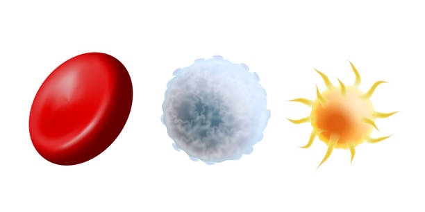 Main blood cells in scale - erythrocyte, thrombocyte and leukocyte. Red blood cell, white blood cell and platelet Main blood cells in scale - erythrocyte, thrombocyte and leukocyte. Red blood cell, white blood cell and platelet isolated on white background. Vector illustration white blood cell stock illustrations