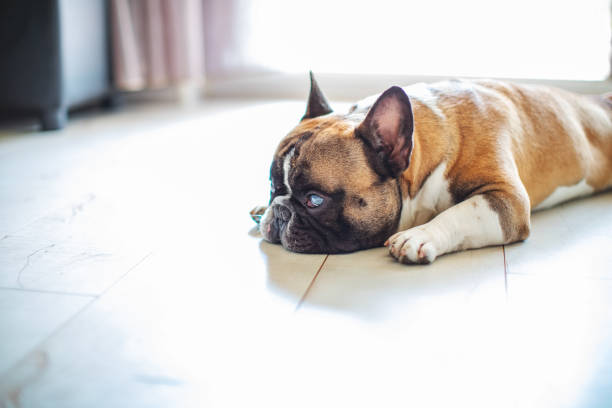 istock French Bulldog resting at home 1255976172