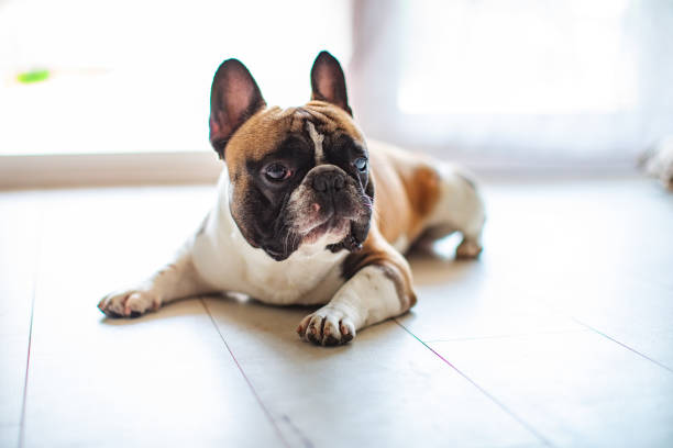 istock French Bulldog resting at home 1255976397