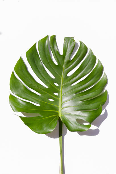 istock Juicy green monstera palm leaves on paper background. 1255976559