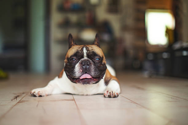 Six mounth old Blue Tan French Bulldog looking at camera carefully while sitting on bed