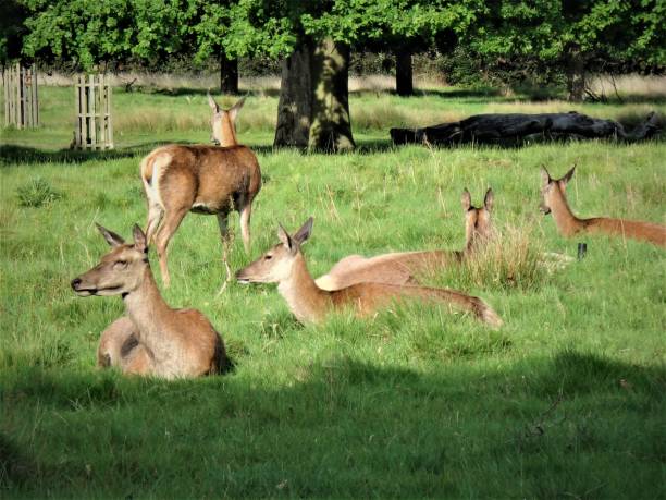 istock Close up shots of cute deer 1255978366