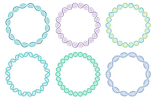 dna 나선형 프레임 세트. 백색 배경에 고립된 인간 게놈 나선. 과학 또는 의학을 위한 유전 개념 - abstract dna cell multi colored stock illustrations