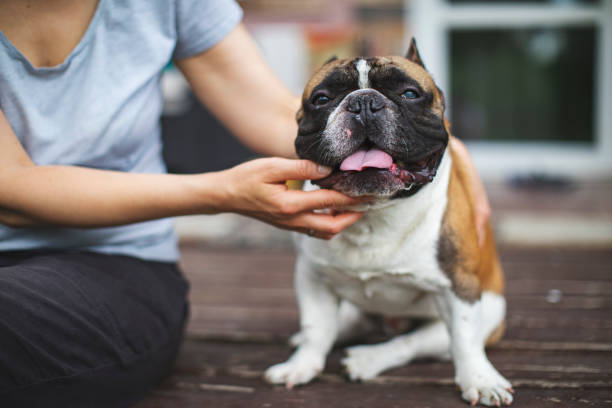 istock French Bulldog resting at home 1255979981