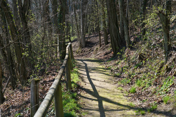 This is a Hiking trail in the Bavarian Forest in spring