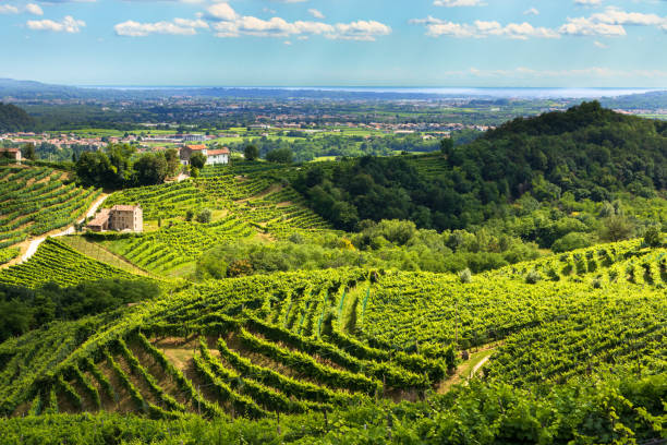 istock Valdobbiadene - Prosecco hills in summer 1255981483