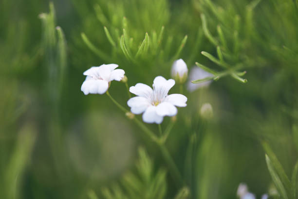 Gypsophila plants in bloom
