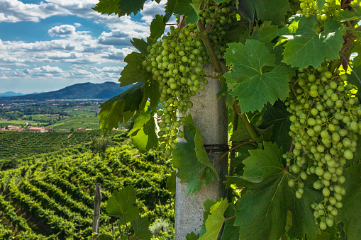 Valdobbiadene - Prosecco hills in summer -bunch of unripe grapes