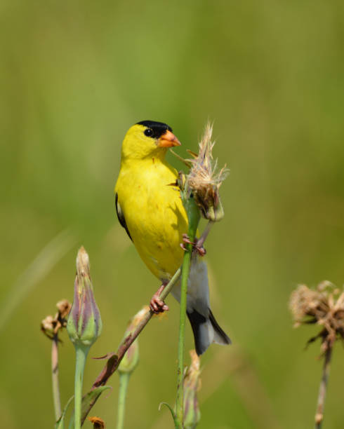 istock American Goldfinch 1255984421