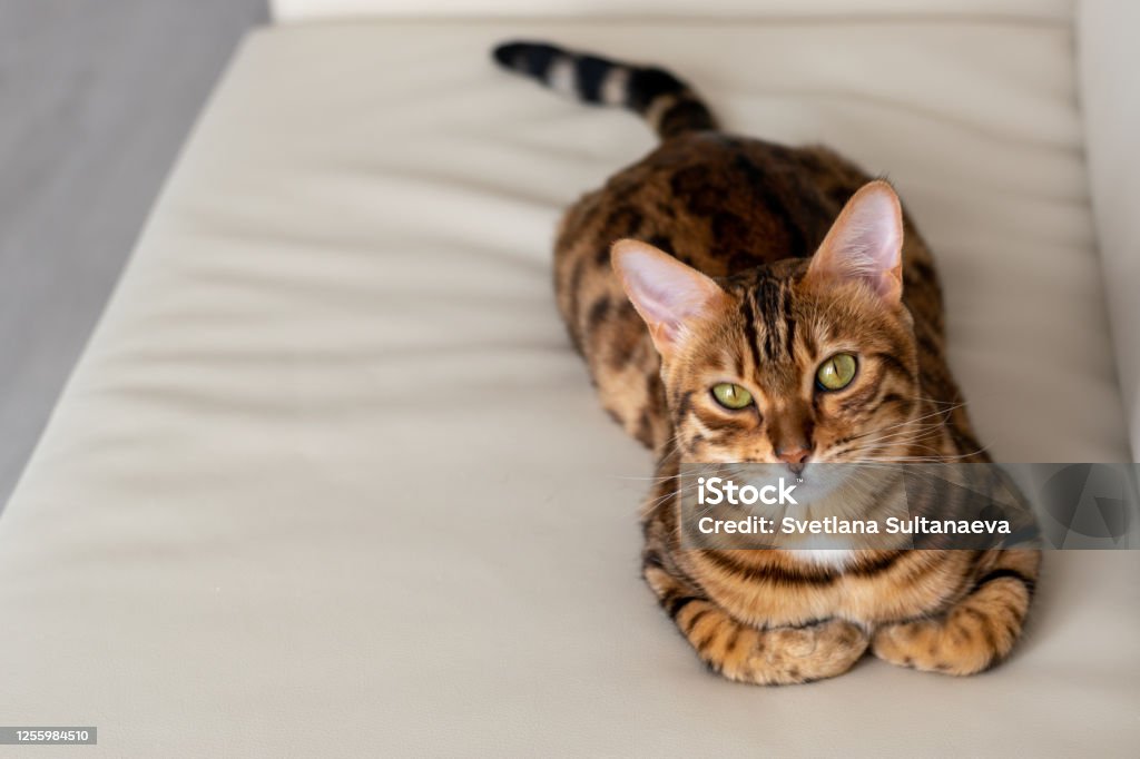 Anak Kucing Bengal Lucu Terletak Di Sofa Kulit Putih Dan Melihat Ke