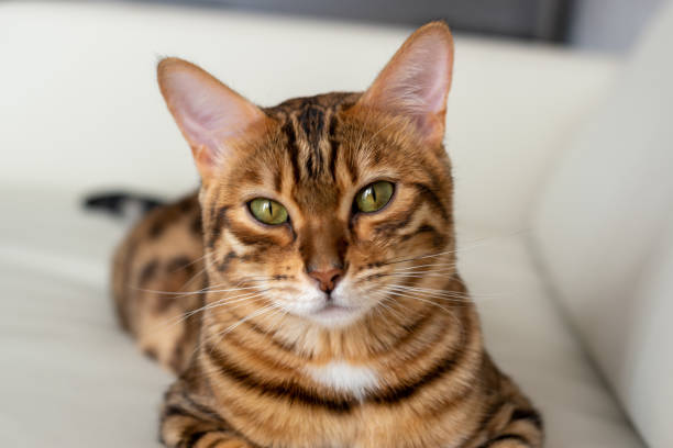 istock Close-up portrait of a charming Bengal kitten in front, on a sofa 1255984566