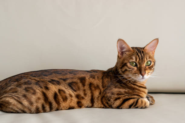 istock A charming Bengal kitten lies on a sofa and looks in front 1255984567