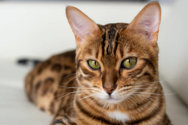 istock Close-up portrait of a charming Bengal kitten in front, on a sofa 1255984583
