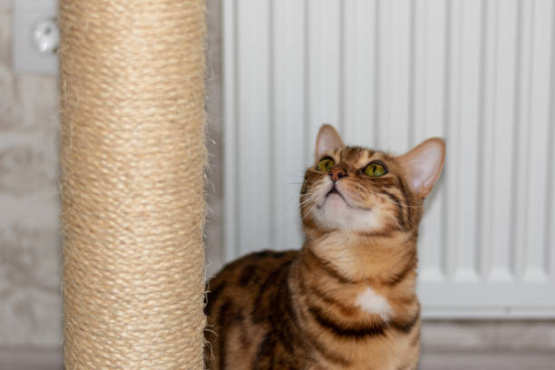 istock Cute Bengal kitten looks at a clawfish 1255984584